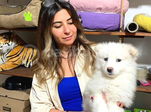 Muhteşem Samoyed Kar Topu Bebekler görsel