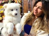 Muhteşem Samoyed Kar Topu Bebekler