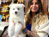 Muhteşem Samoyed Kar Topu Bebekler