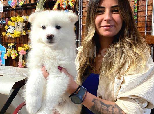 Muhteşem Samoyed Kar Topu Bebekler görsel