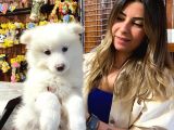 Muhteşem Samoyed Kar Topu Bebekler