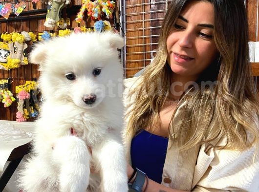 Muhteşem Samoyed Kar Topu Bebekler