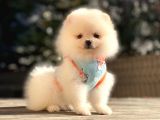 Müthi̇ş Güzelli̇k Di̇şi̇ Pomerani̇an Boo Teddy