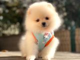Müthi̇ş Güzelli̇k Di̇şi̇ Pomerani̇an Boo Teddy