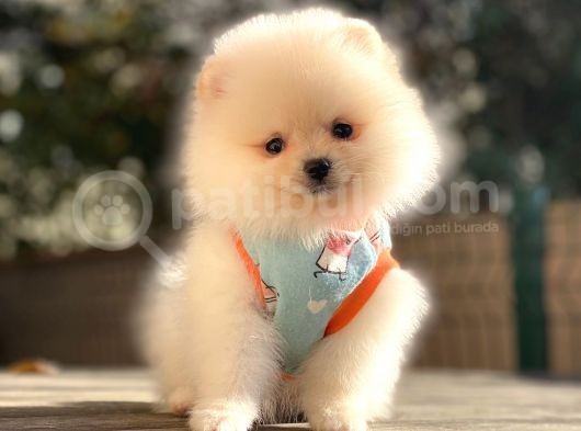 Müthi̇ş Güzelli̇k Di̇şi̇ Pomerani̇an Boo Teddy görsel