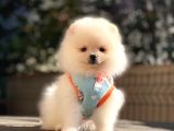 Müthi̇ş Güzelli̇k Di̇şi̇ Pomerani̇an Boo Teddy