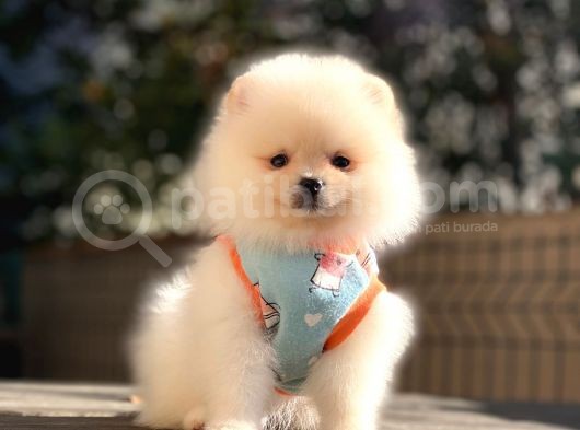 Müthi̇ş Güzelli̇k Di̇şi̇ Pomerani̇an Boo Teddy görsel