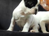 French Bulldog Üst Kali̇te Bebekler