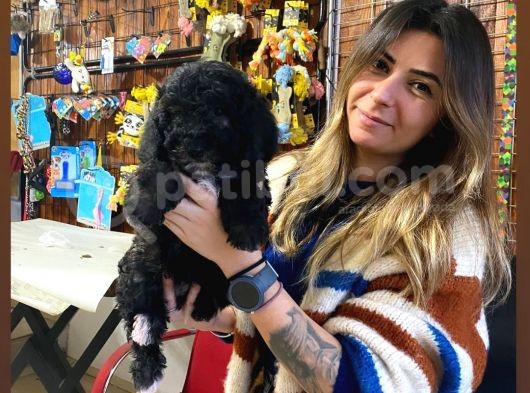 Silver Ve Black Tan Toy Poodle Bebekleri̇mi̇z