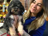 Silver Ve Black Tan Toy Poodle Bebekleri̇mi̇z
