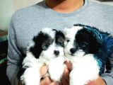 Morkie Cinsi Yavrular 