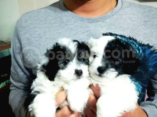 Morkie Cinsi Yavrular 