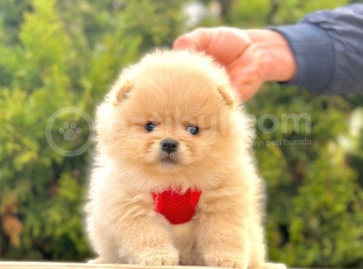 Safkan Pomeranian Boo Yavrularımız görsel