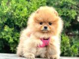 Safkan Pomeranian Boo Yavrularımız