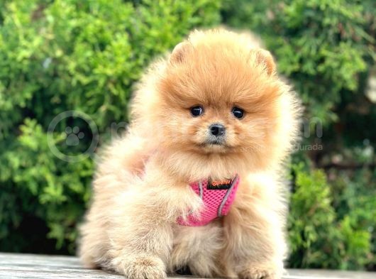 Safkan Pomeranian Boo Yavrularımız görsel