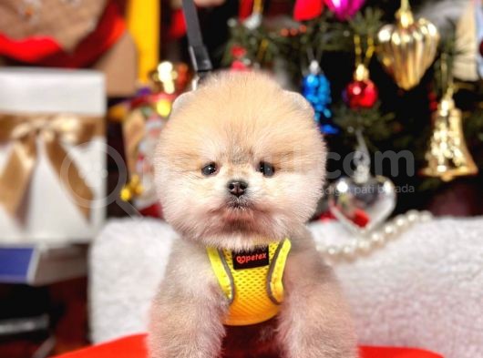 Safkan Pomeranian Boo Yavrularımız görsel