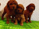 Yüksek Kali̇te  Poodle Yavrulari