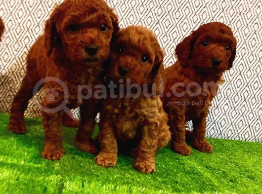 Yüksek Kali̇te  Poodle Yavrulari