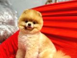 SAFKAN Garantili Pomeranian Boo
