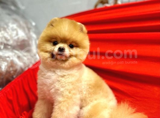 Safkan Garantili Pomeranian Boo