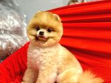 Safkan Garantili Pomeranian Boo
