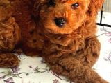 Red Poodle Yavrulari