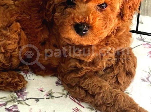 Red Poodle Yavrulari