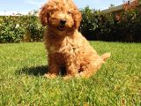 Red Poodle Yavrulari