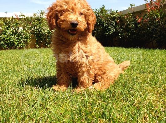 Red Poodle Yavrulari görsel