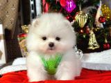 Premium Kali̇tede Pomerani̇an Boo