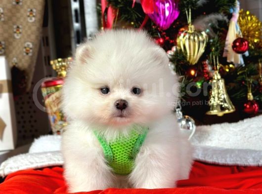 Premium Kali̇tede Pomerani̇an Boo