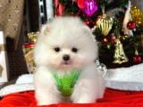 Premium Kali̇tede Pomerani̇an Boo