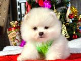 Premium Kali̇tede Pomerani̇an Boo