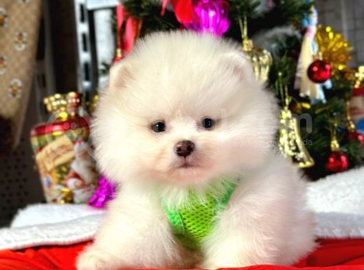 Premium Kali̇tede Pomerani̇an Boo görsel