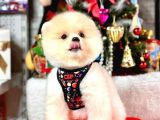 Irk Garantili Pomeranian Boo