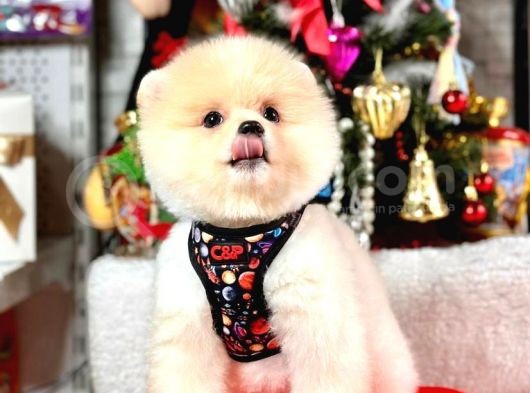 Irk Garantili Pomeranian Boo görsel