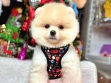 Irk Garantili Pomeranian Boo