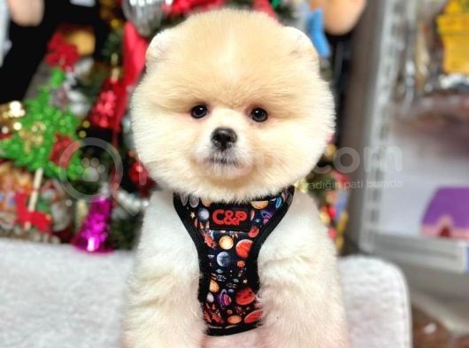 Irk Garantili Pomeranian Boo görsel