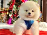 Safkan Teddy Bear Pofuduk Tüylü Pomeranian Boo