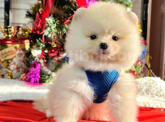 Safkan Teddy Bear Pofuduk Tüylü Pomeranian Boo
