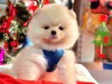 Safkan Teddy Bear Pofuduk Tüylü Pomeranian Boo