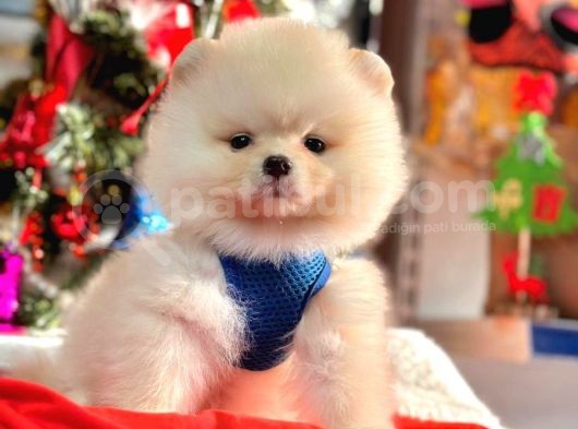Safkan Teddy Bear Pofuduk Tüylü Pomeranian Boo görsel