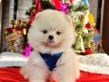 Safkan Teddy Bear Pofuduk Tüylü Pomeranian Boo