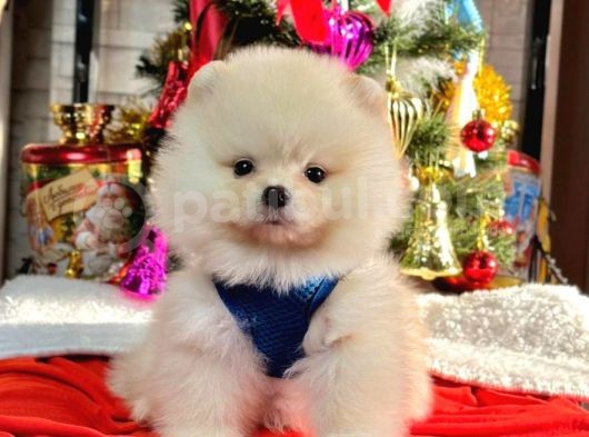 Safkan Teddy Bear Pofuduk Tüylü Pomeranian Boo görsel