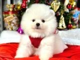 Daha Güzeli̇ Sadece Kardeşleri̇ Pomeranian Boo
