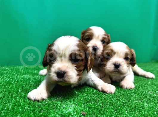 Cavali̇er Ki̇ng Charles Yavrusu görsel