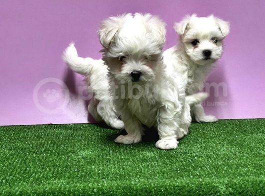 Maltese Terri̇er Yavrusu görsel