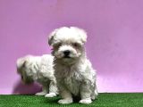 Maltese Terri̇er Yavrusu