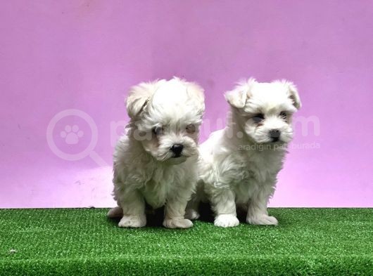 Maltese Terri̇er Yavrusu görsel
