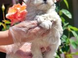 Resmi̇ Üreti̇ci̇den Maltese Terri̇er Yavrular